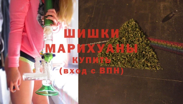 сатива Новозыбков