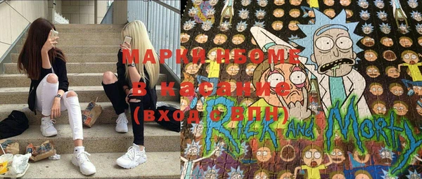 сатива Новозыбков